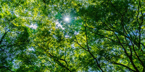 Qu’est-ce que c’est ?